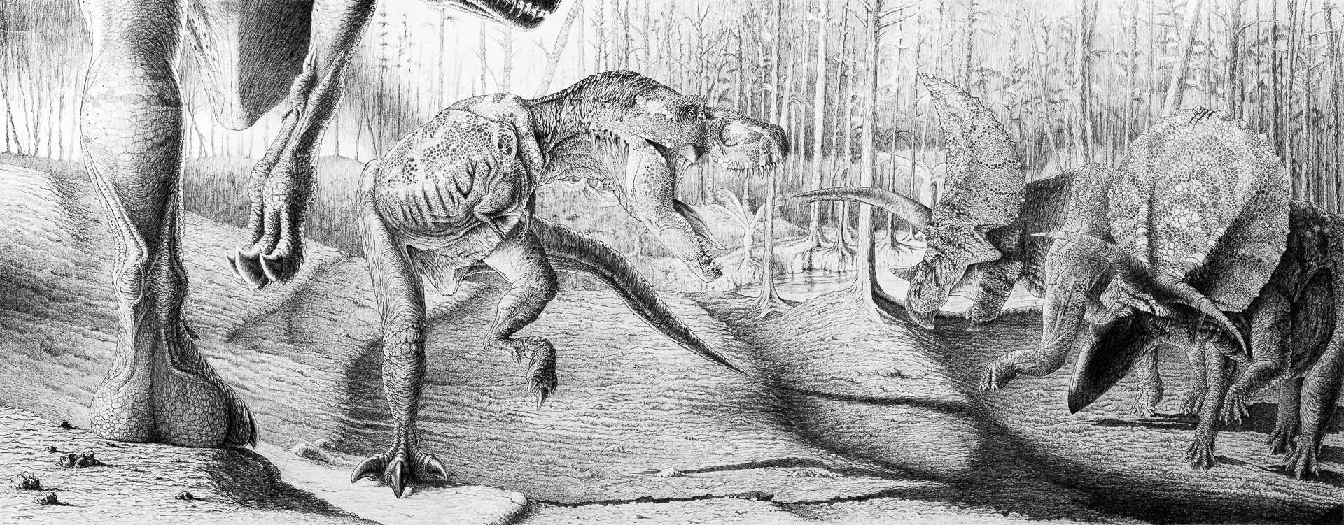 War Cry, Tyrannosaurus rex, Triceratops, forest, Cretaceous, theropod, ceratopsian, sunset, pencil sketch, gesso, black and white